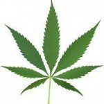 Marijuana Possession Defense Lawyer in New Jersey